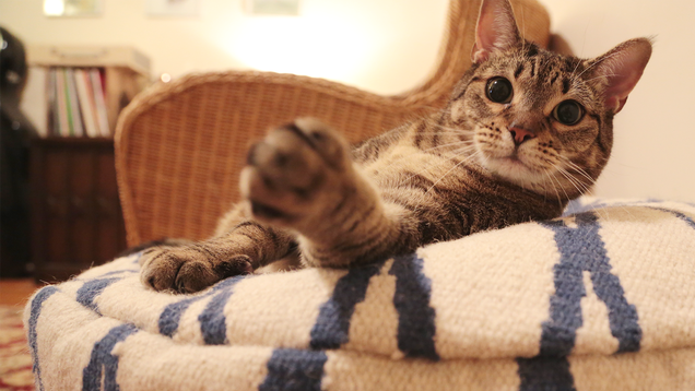Illustration for article titled I Played Music for a Cat. Here's How the Cat Reacted.